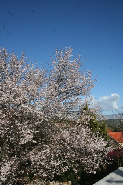 Plum blossom in my garden